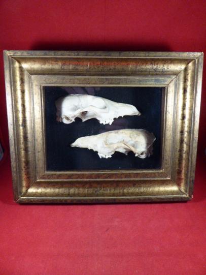 Taxidermy of a Professionally Mounted and Framed Fox Skull