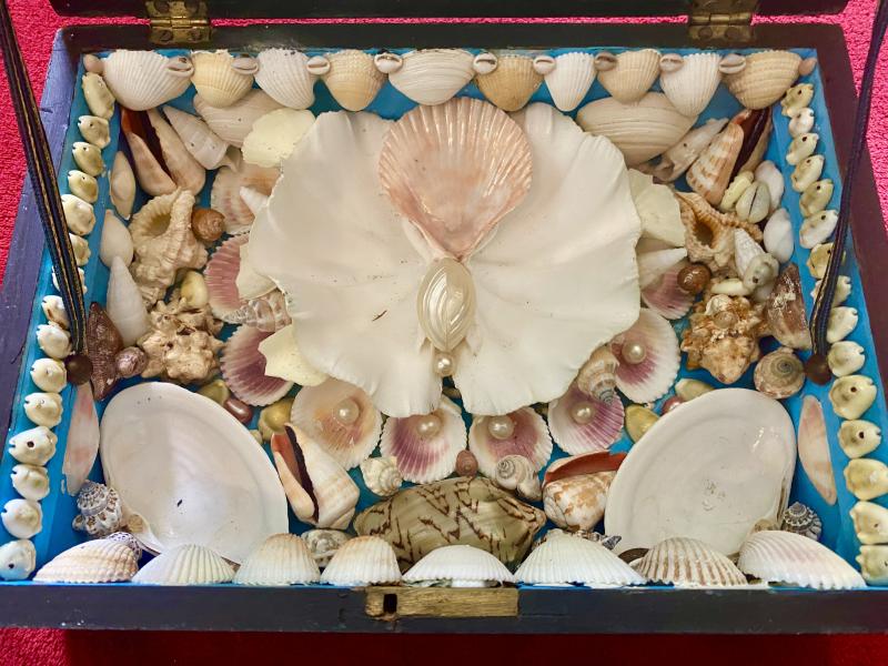 Stunning Antique Victorian Walnut Veneer Box with Marquetry Banding Containing a Beautiful Display of Sea Shells
