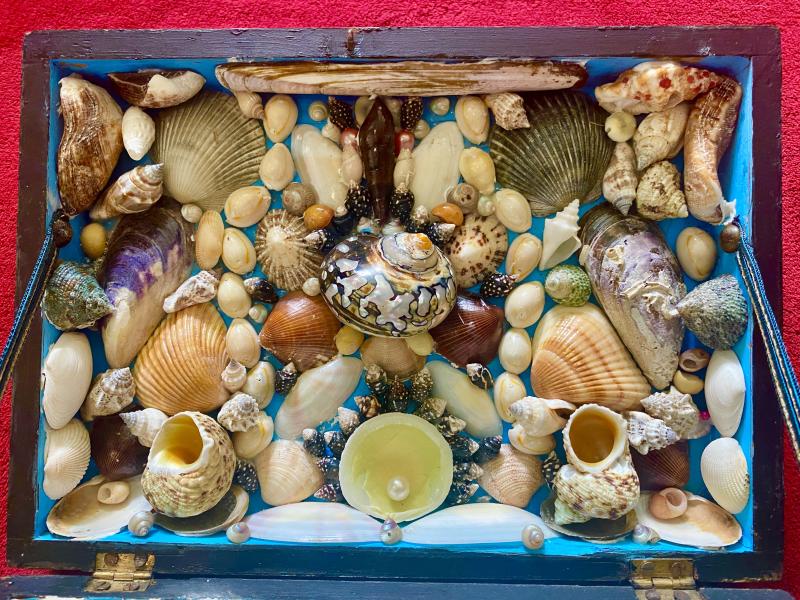 Stunning Antique Victorian Walnut Veneer Box with Marquetry Banding Containing a Beautiful Display of Sea Shells