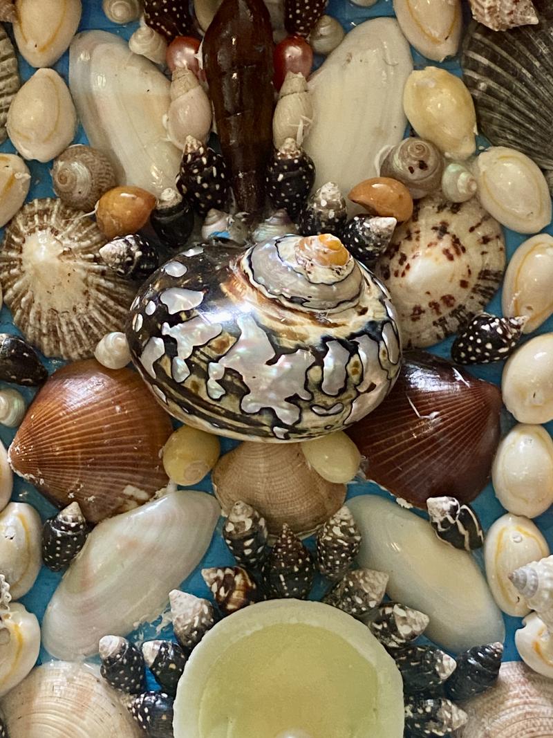 Stunning Antique Victorian Walnut Veneer Box with Marquetry Banding Containing a Beautiful Display of Sea Shells